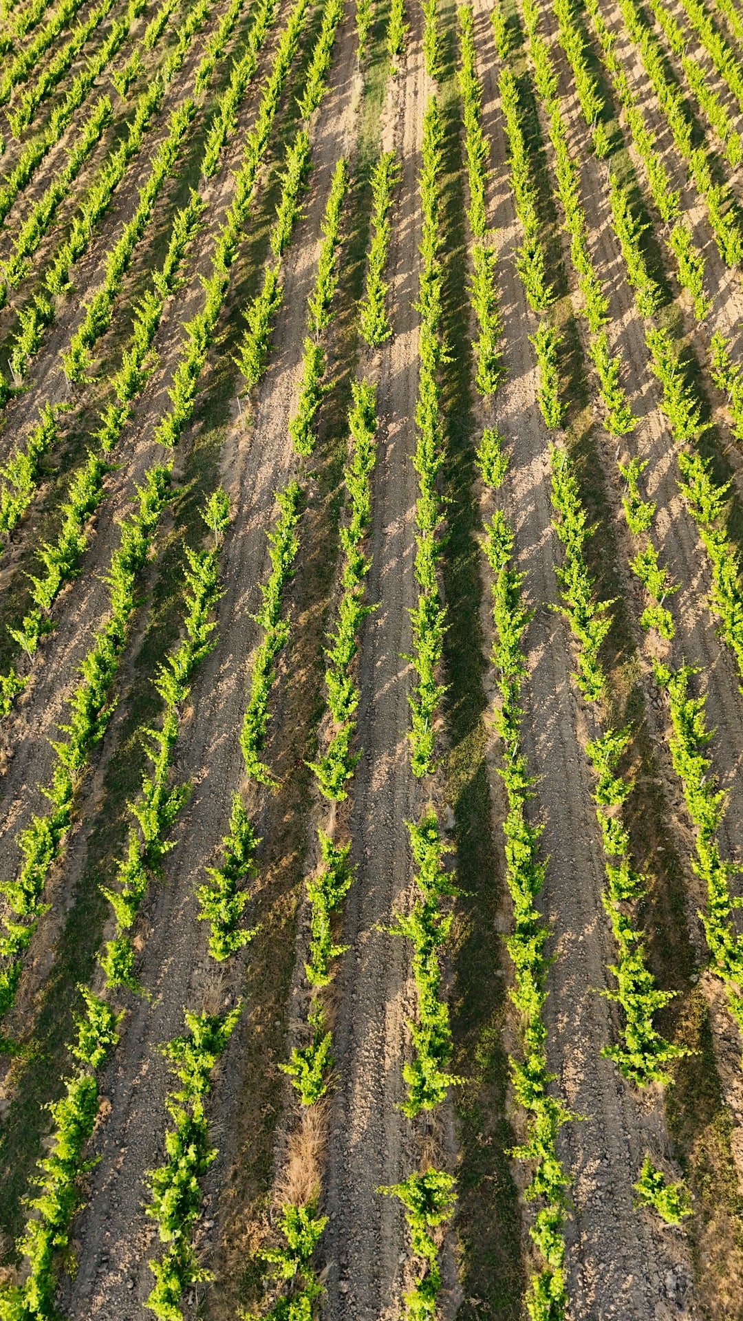 Vines