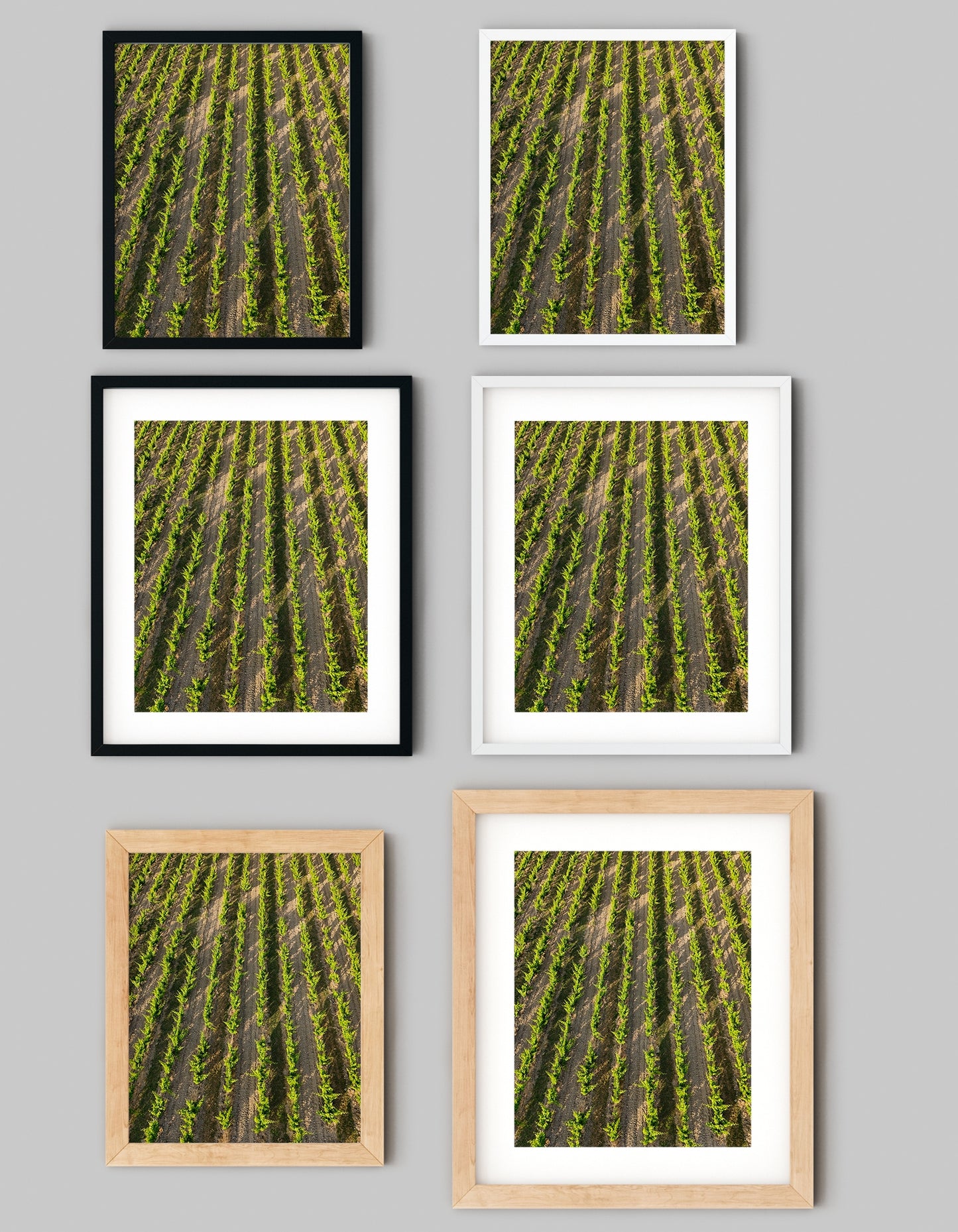 Vines