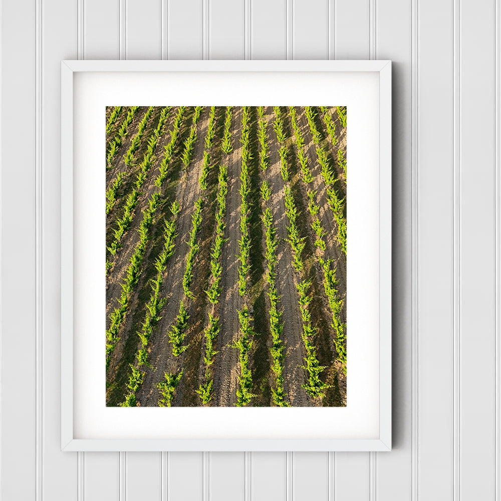 Vines