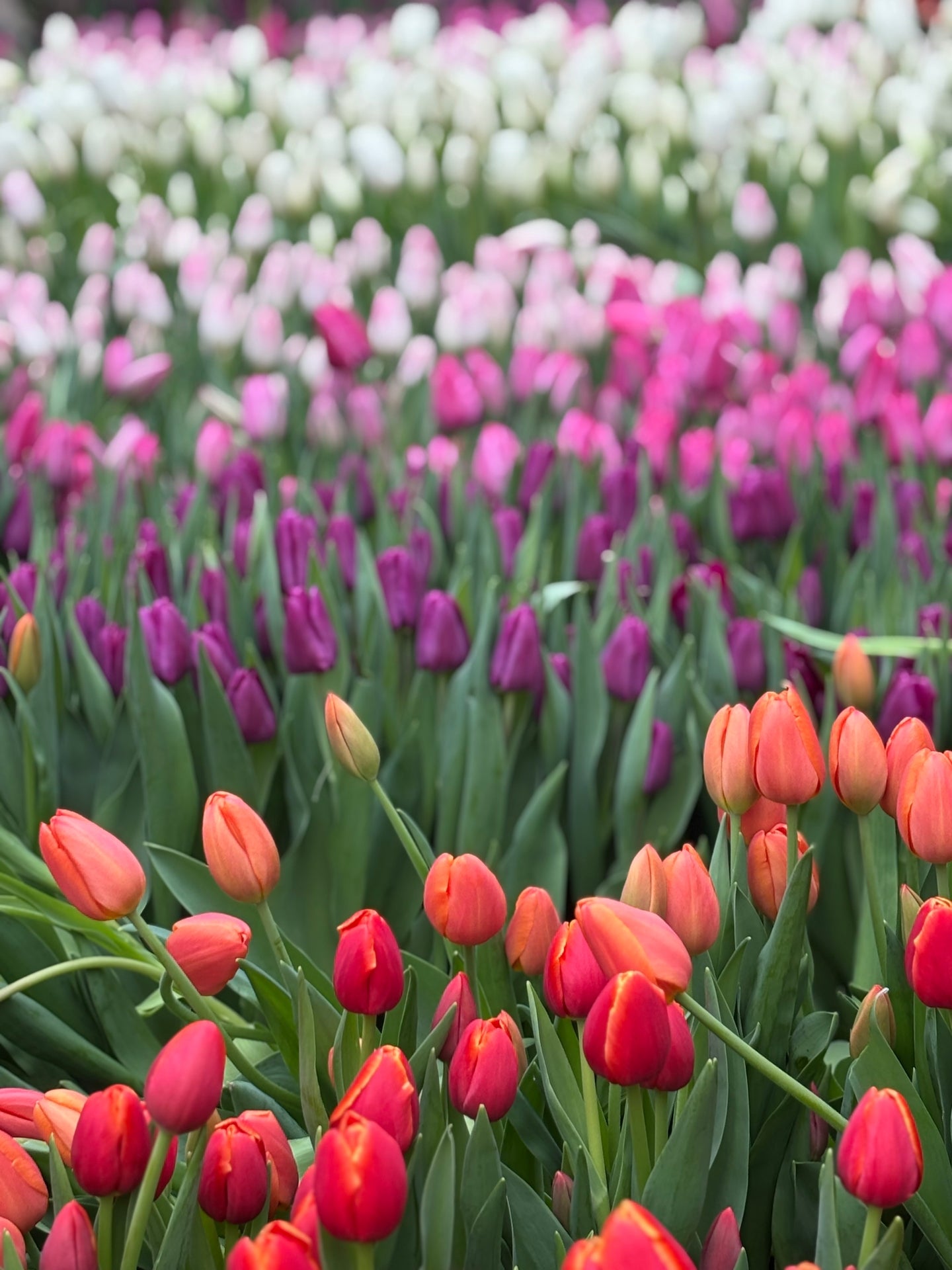 Spring in NYC
