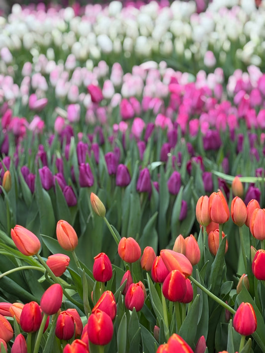 Spring in NYC