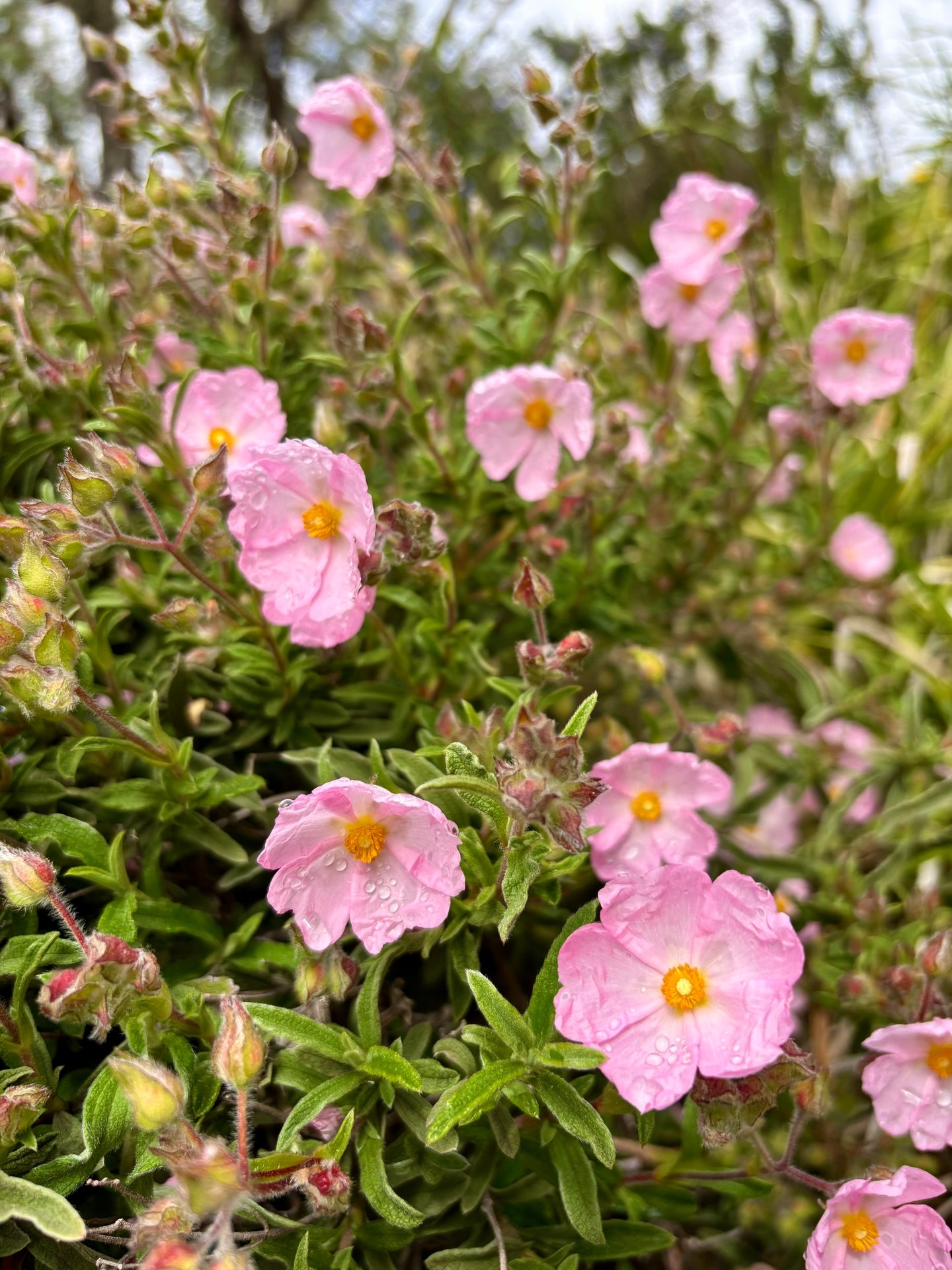 Wild Bloom