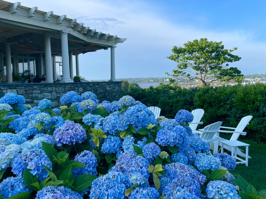 Summer on the Cape
