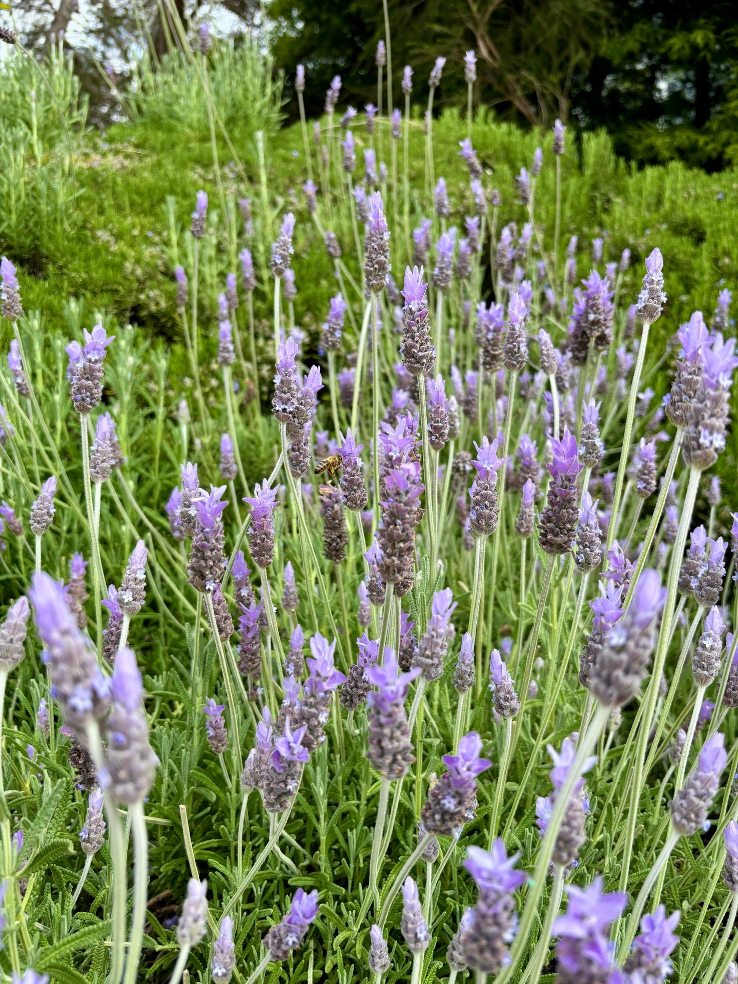 Palisades Lavender