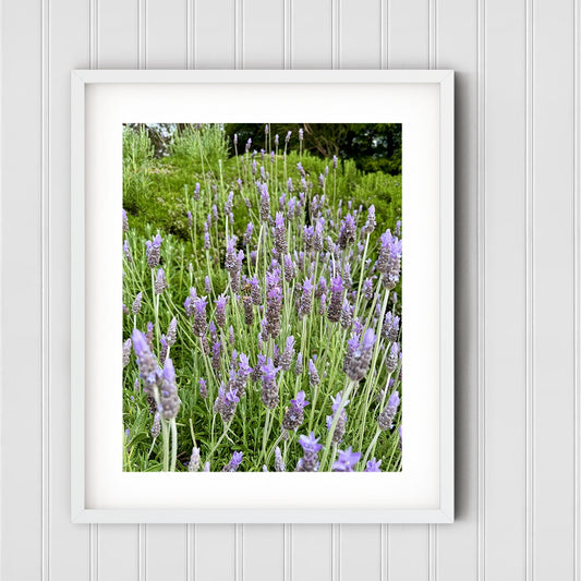 Palisades Lavender