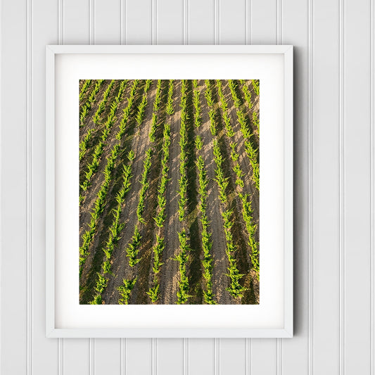 Vines