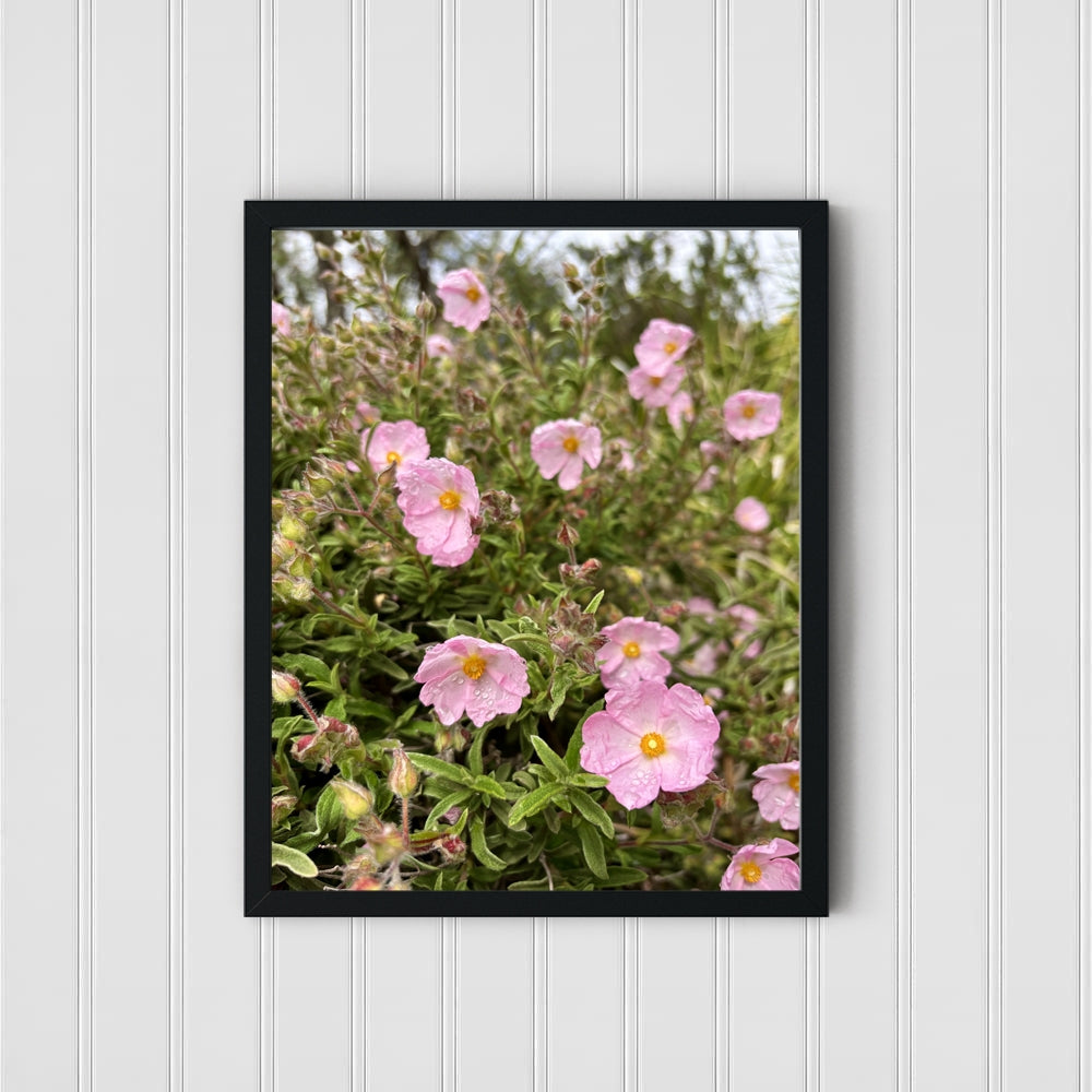 Wild Bloom