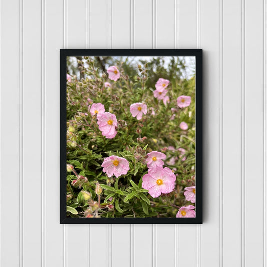 Wild Bloom